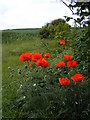 Wolverhampton Road East Poppies