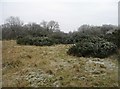 SP8506 : Frozen gorse bushes by ad acta