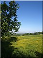 Meadow beside Old House Copse