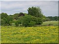 Buttercup meadow near Oakhanger