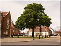 Charlton Down: large tree in village centre