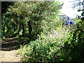 Footpath towards Thorpeness, Aldeburgh