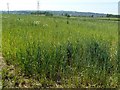 Fields at Toton