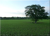ST6533 : South Somerset : Field & Tree by Lewis Clarke