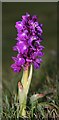 NB0433 : Early Purple Orchid (Orchis mascula) by Anne Burgess