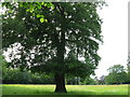 Large Oak tree in grounds of Nether Walstead