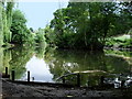 Pond in Stone Lodge Park