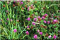 Red Clover in the meadow