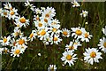 Ox-eye daisies in the meadow