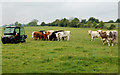 SP4667 : Feeding the heifers, Kites Hardwick by Andy F