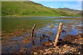 Old Fence Posts, Loch Long