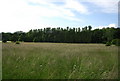 Trees along Hildenborough Rd across a field