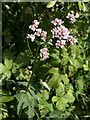 Valerian above Hazlewood