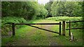 Forestry track off the A286