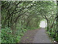 Tunnel of Goat Willow, south-east side of Church Hill, Clevedon