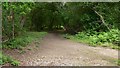 Track on Witley Common near Milford