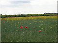 Crop Field with Poppies