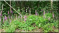 Foxgloves by bridleway on Farnham Heath