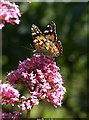 SX8950 : Butterfly, Castle Road by Derek Harper