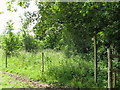 Waymarker on overgrown footpath