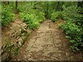SX7368 : Paths in Hembury Woods by Derek Harper
