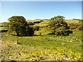 Small stream valley south of Cow Ford