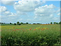 Crop Field with Poppies, Seamer