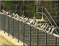 J3474 : Feral pigeons, Belfast by Albert Bridge
