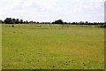 SU4893 : Field with horse jumps near Drayton by Steve Daniels
