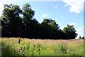 Wildflower meadow near Drayton