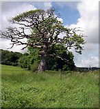 SN0107 : Old tree at Garron Pill by John Duckfield