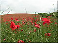 Poppy fields at Ryton