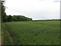 Growing Crops Near Much Cowarne