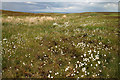 NT4839 : Cotton grass at William Law by Walter Baxter