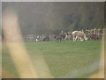 Llama farm in Cousley Wood