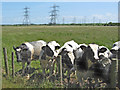 Cattle and power lines