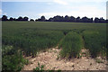 Cropfield off Bartley Mill Road