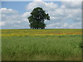 Solitary tree amongst the Rape Seed