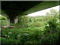 Beneath the Clydeford Bridge