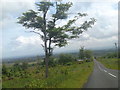 Tree on Plantation Road