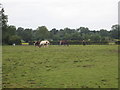 Paddock at Povey Cross