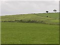 Carreg Llwyd stone