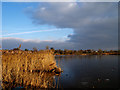 Doxey Marsh