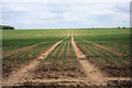 Large field at Westley