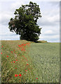 Field margin at Fakenham Magna