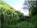 Cattle, Corton Hill