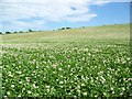 Field of clover near Upwey