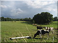 Cows off Risden Lane