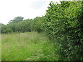 Hazel nut trees edge this small nature reserve in Clevedon Lane