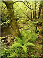 Woodland at Allt a